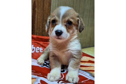 販売中の神奈川県のミックス犬-393451の9枚目
