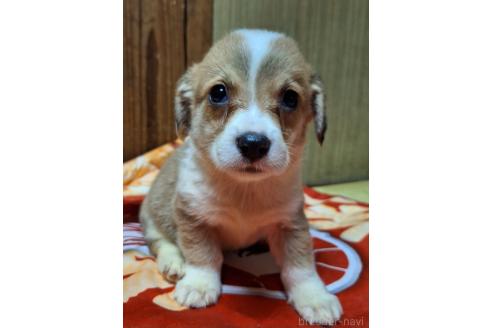 販売中の神奈川県のミックス犬-393451の6枚目