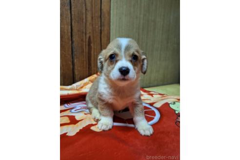 販売中の神奈川県のミックス犬-393451の5枚目