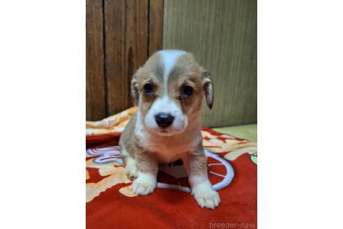 販売中の神奈川県のミックス犬-393451の3枚目