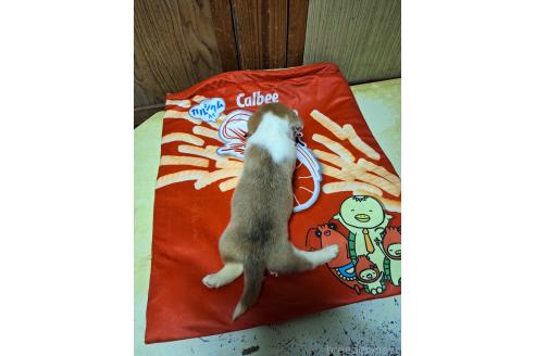 販売中の神奈川県のミックス犬-393451の2枚目