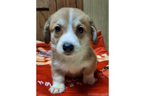 販売中の神奈川県のミックス犬-393452の10枚目