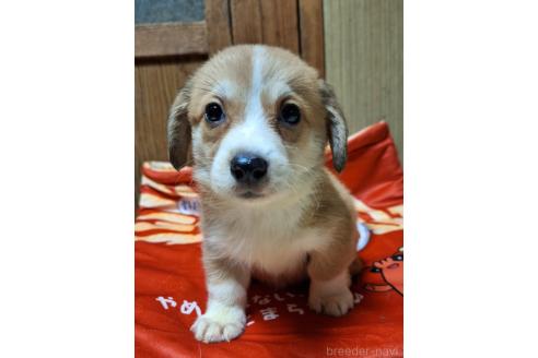 販売中の神奈川県のミックス犬-393452の9枚目