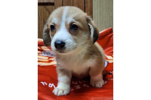 販売中の神奈川県のミックス犬-393452の8枚目