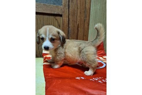 販売中の神奈川県のミックス犬-393452の7枚目
