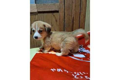 販売中の神奈川県のミックス犬-393452の5枚目