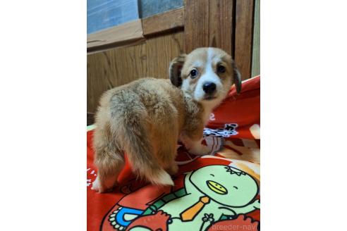 販売中の神奈川県のミックス犬-393452の4枚目