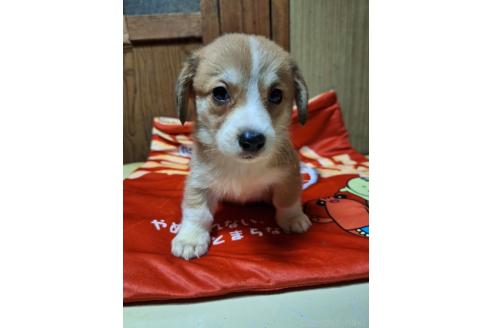 販売中の神奈川県のミックス犬-393452の3枚目
