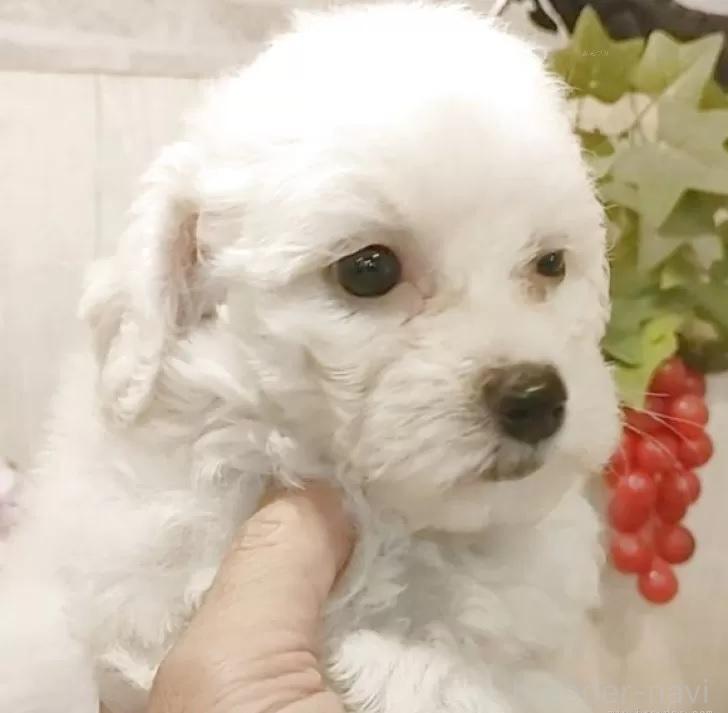 成約済の愛知県のビションフリーゼ-391696の4枚目