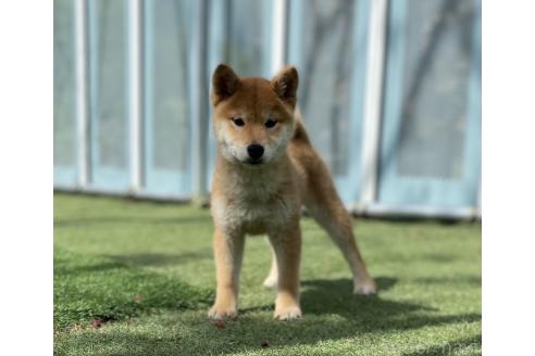 販売中の長野県の柴犬-391973の5枚目