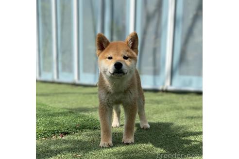 販売中の長野県の柴犬-391973の4枚目