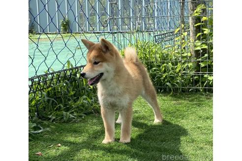 販売中の長野県の柴犬-391973の3枚目