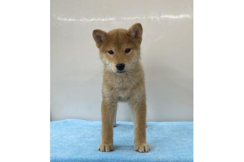 販売中の長野県の柴犬-391973の2枚目