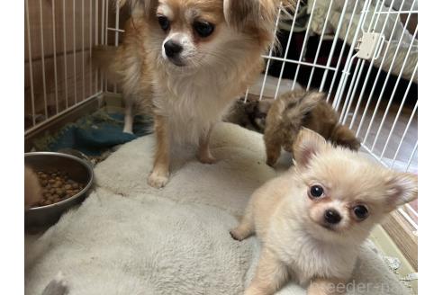 販売中の三重県のチワワ(ロングコート)-392832の5枚目