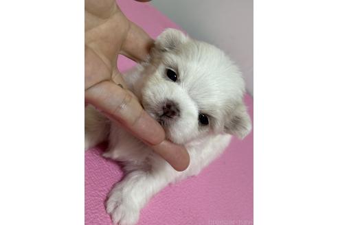 販売中の大阪府のマルチーズ-393244の4枚目