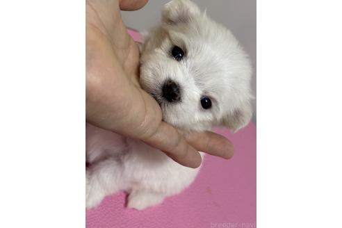 販売中の大阪府のマルチーズ-393246の4枚目