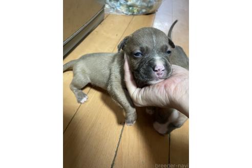 販売中の佐賀県のアメリカンピットブルテリア-393456の2枚目