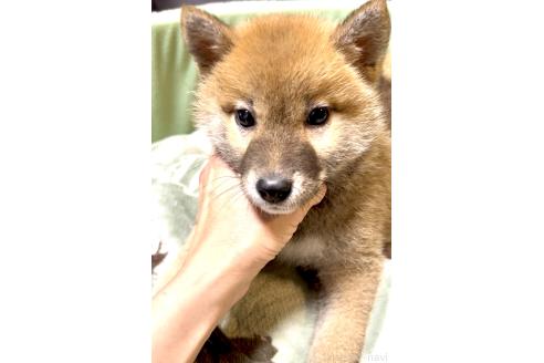 販売中の奈良県の豆柴-384483の2枚目