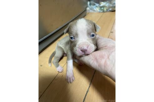 販売中の佐賀県のアメリカンピットブルテリア-393458の3枚目