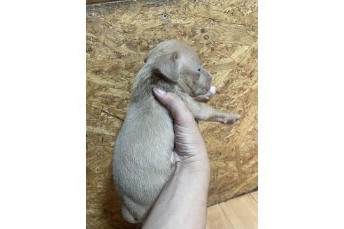 販売中の佐賀県のアメリカンピットブルテリア-393460の13枚目