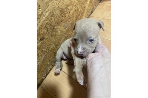 販売中の佐賀県のアメリカンピットブルテリア-393460の11枚目