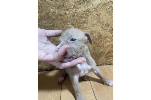 販売中の佐賀県のアメリカンピットブルテリア-393460の6枚目