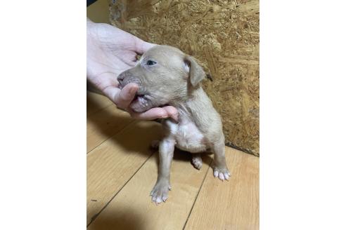 販売中の佐賀県のアメリカンピットブルテリア-393460の2枚目