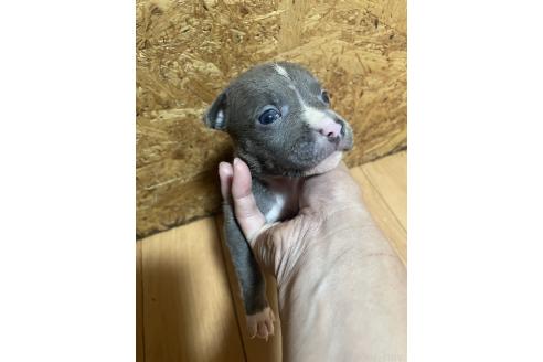 販売中の佐賀県のアメリカンピットブルテリア-393459の3枚目