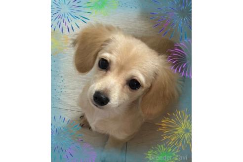 チロルちゃん1枚目