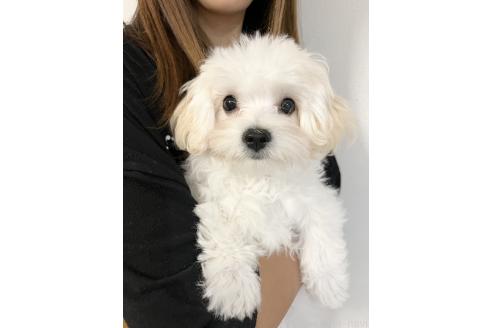 販売中の福岡県のミックス犬-380060の2枚目