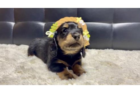 販売中の岐阜県のミニチュアダックスフンド(ロングヘアード)-389352の2枚目
