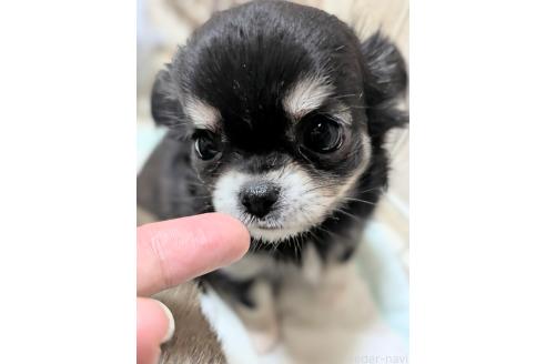 販売中の埼玉県のチワワ(ロングコート)-393493