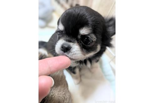 販売中の埼玉県のチワワ(ロングコート)-393493の6枚目