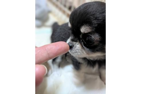 販売中の埼玉県のチワワ(ロングコート)-393493の5枚目