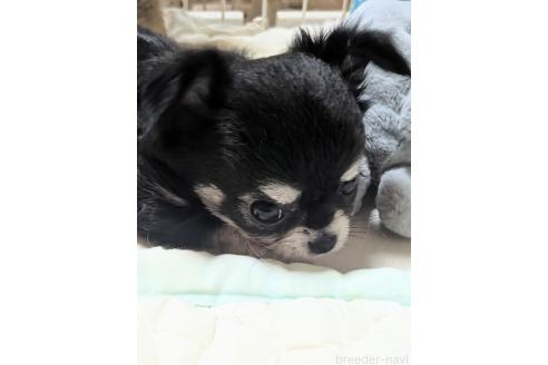 販売中の埼玉県のチワワ(ロングコート)-393493の4枚目