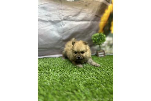 販売中の北海道のポメラニアン-391039の13枚目
