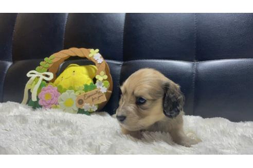 販売中の岐阜県のミニチュアダックスフンド(ロングヘアード)-392532の3枚目