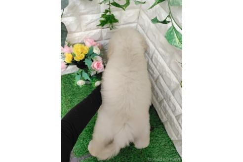 商談中の岡山県のスタンダードプードル-391723の16枚目