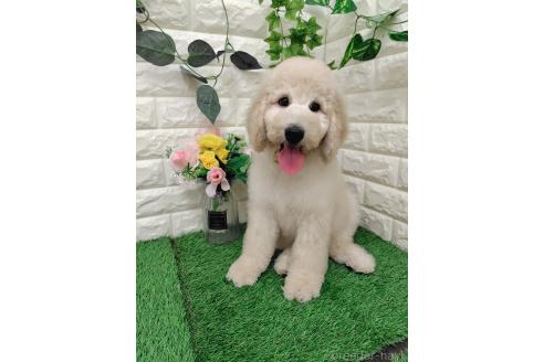 成約済の岡山県のスタンダードプードル-391724の7枚目