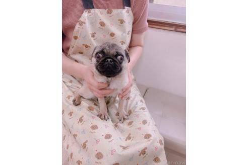 販売中の鹿児島県のパグ-382513の4枚目