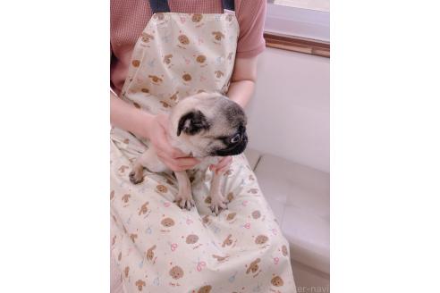 販売中の鹿児島県のパグ-382513の3枚目