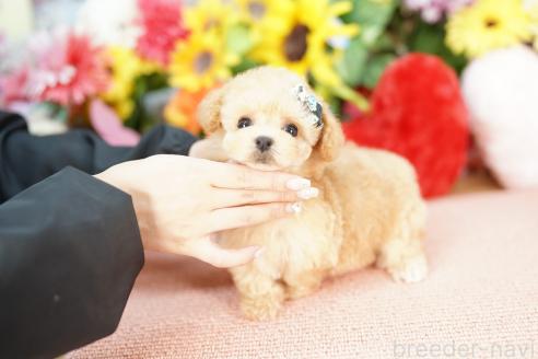 成約済の埼玉県のビションプー:ビションフリーゼ×トイプードル-393510の3枚目