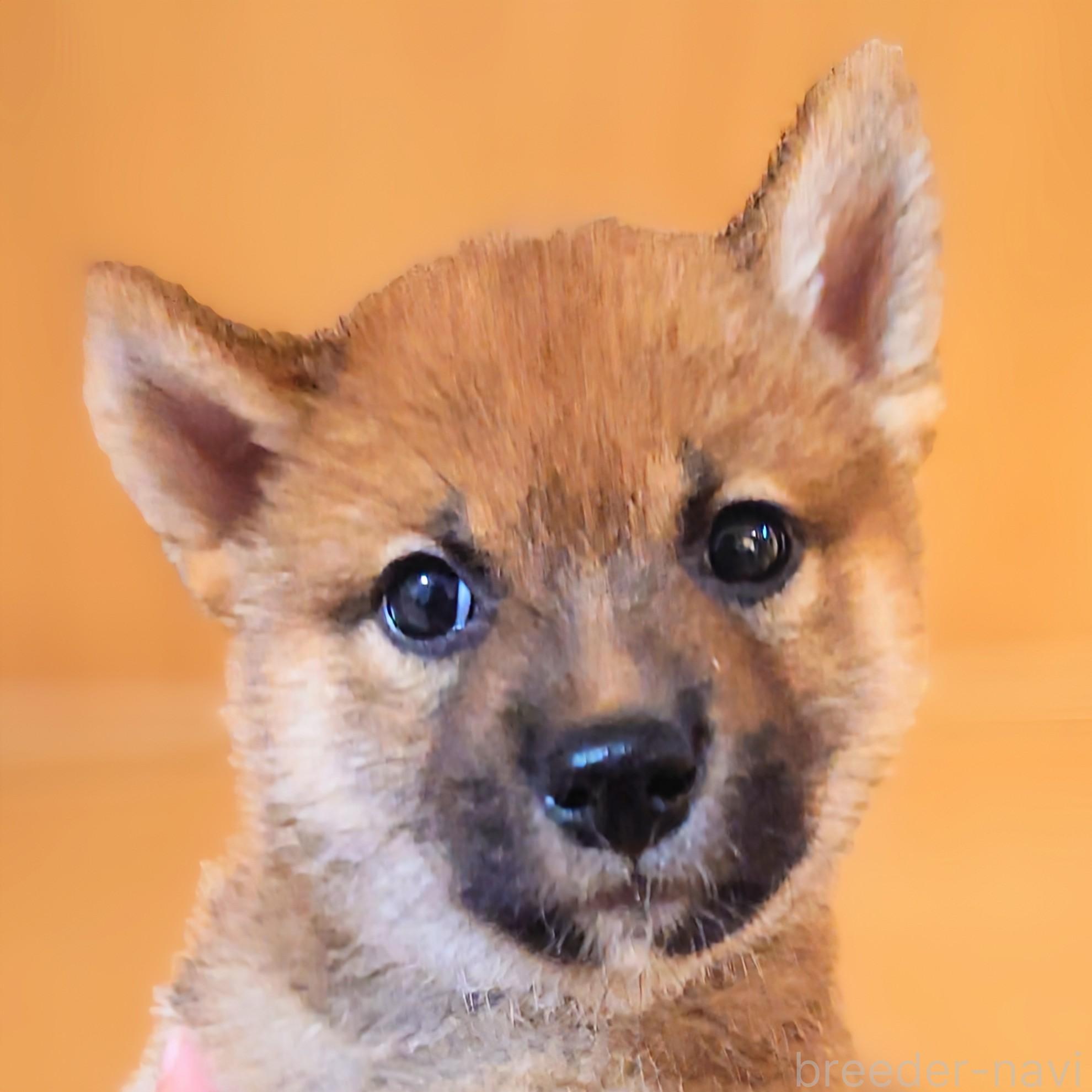 販売中の大阪府の柴犬-389396