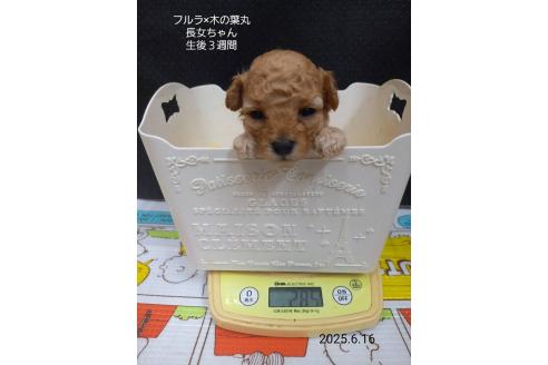 販売中の大阪府のティーカッププードル-389848