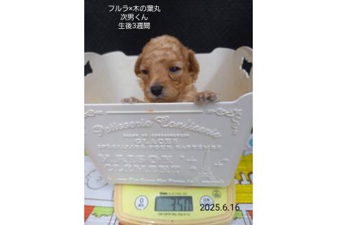 販売中ののティーカッププードル-389846