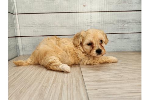 販売中の茨城県のミックス犬-393516の3枚目
