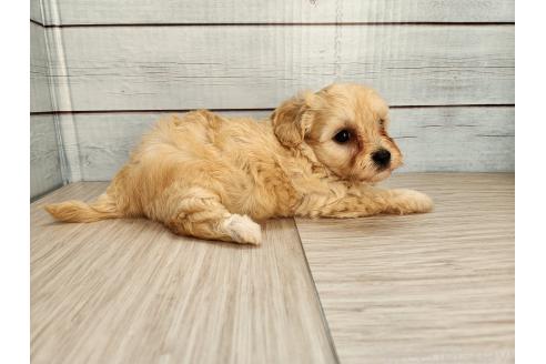 販売中の茨城県のミックス犬-393516の2枚目