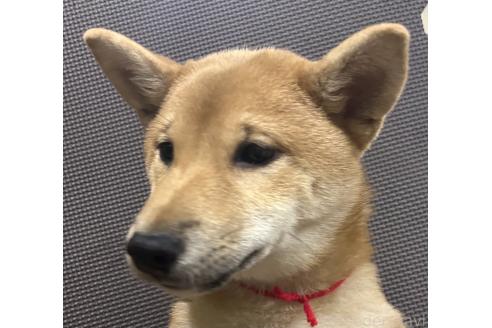 販売中の福岡県の豆柴-372008の10枚目