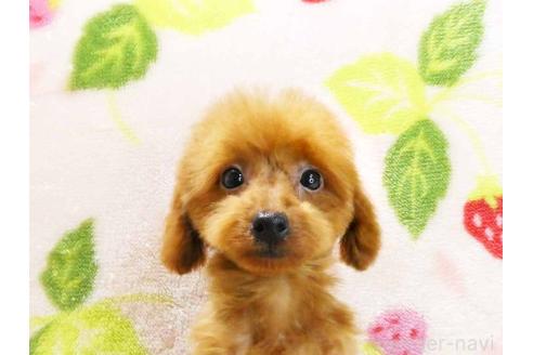 販売中の千葉県のティーカッププードル-381641の2枚目