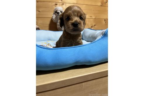 販売中の埼玉県のコッカプー:アメリカンコッカースパニエル×トイプードル-393517の3枚目